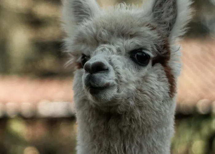 Andean Wings Valley 3* Urubamba
